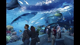 Ripleys Aquarium of Canada Toronto Full Tour By Fakher Alam Sher [upl. by Zul]