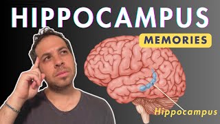 Hippocampus and Memories [upl. by Hteboj]