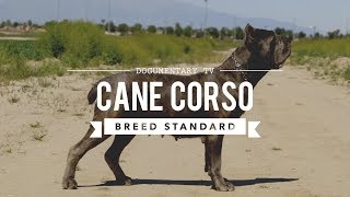 CANE CORSO BREED STANDARD [upl. by Rotow]