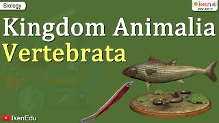 Kingdom Animalia  Vertebrata  Class 11 Biology  iKen [upl. by Assitruc]