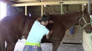 Equine massage  Horse 3 Part 2 [upl. by Ahsias]