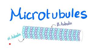 Microtubules [upl. by Zwick]