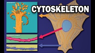 THE CYTOSKELETON  MICROTUBULES INTERMEDIATE FILAMENTS MICROFILAMENTS [upl. by Semyaj561]