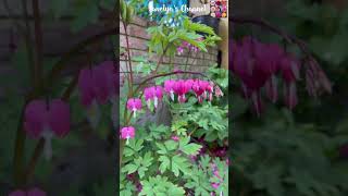 Beautiful Bleeding Hearts In Bloom In Our Garden  Dicentra spectabilis 💕🥰 Shorts [upl. by Assenal]