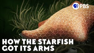 How the Starfish Got Its Arms [upl. by Chang396]