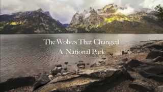 The Wolves That Changed Rivers [upl. by Fisk]