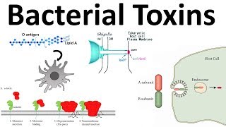 bacterial toxins Endotoxin and Exotoxins [upl. by Nehtiek442]