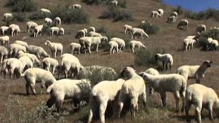 A Year in the Life of Raising Sheep in Idaho [upl. by Slotnick903]