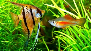 Top 6 IDEAS for your 55 Gallon fish tank [upl. by Aslehc]