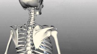 Scapula and Clavicle  Shoulder Girdle  Anatomy Tutorial [upl. by Dari]