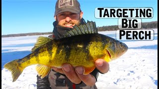 Ice Fishing For BIG PERCH  Underwater Footage [upl. by Llednor]