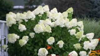 How to Prune Limelight Hydrangea [upl. by Mirelle]