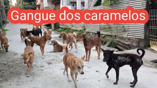 Gangue Dos Cachorros Caramelos [upl. by Demeter]