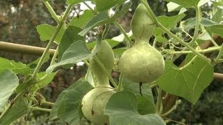 How to Plant Gourds  At Home With P Allen Smith [upl. by Niran]