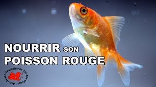 Nourrir son poisson rouge [upl. by Toscano]