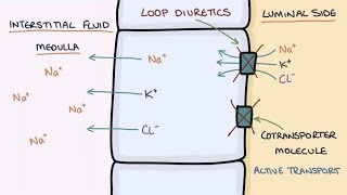 3Diuretics Drugs classification  Renal Pharmacology [upl. by Vtarj546]