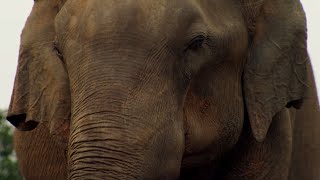 Elephant Mourns Death  BBC Earth [upl. by Anotyal]