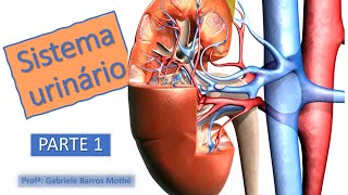 SISTEMA URINÁRIO  parte 1 anatomia veterinária [upl. by Harle]