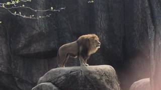 Epic Lion Roar at Lincoln Park Zoo [upl. by Aneral]