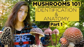 Mushrooms 101 Identification and Anatomy  Part 1 [upl. by Getraer779]