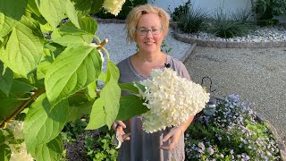 Limelight Hydrangea Tree Drooping After Rain Part 2 What To Do [upl. by Fraase]