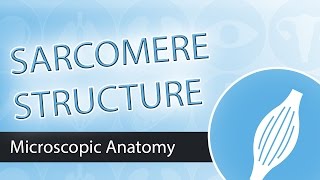 The Sarcomere Structure and Components [upl. by Enitsugua]