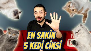 Sokaktan kedi sahiplenme ve sokak kedisi türleri rehberi [upl. by Aihsatan]