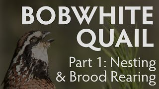 Bobwhite Quail Nesting and Brood Rearing  PART 1  Latest Largest Research Study [upl. by Otsedom]