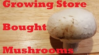 Growing Store Bought Mushrooms [upl. by Geraldina]