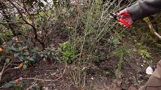 Pruning Verbena  Burncoose Nurseries [upl. by Rivard]