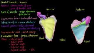 Skeletal Structures The Scapula [upl. by Douty107]