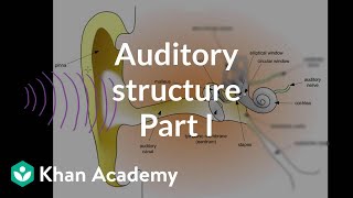 Auditory structure  part 1  Processing the Environment  MCAT  Khan Academy [upl. by Surtemed532]