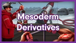 Mesoderm Derivatives MCAT Mnemonic Preview [upl. by Baal]