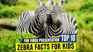 All about Zebras for Learners Fun Facts and Wild African Animal Information for Schools [upl. by Zetrac]