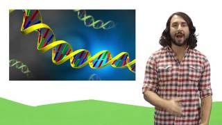 Nucleic Acids DNA and RNA [upl. by Yerfej]