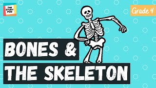 BONES AND THE SKELETON  SCIENCE  GRADE 4  The Study Pod [upl. by Aremihc]