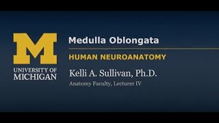 Nervous System Medulla Oblongata [upl. by Nisay]