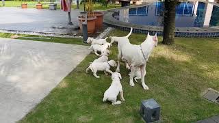 Dogo Argentino 40 day old puppies [upl. by Peace]