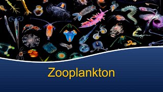 Marine Biology at Home 7 Zooplankton [upl. by Kramnhoj]