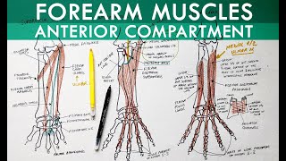 Forearm Muscles  Anterior Compartment  Anatomy Tutorial [upl. by Monah]