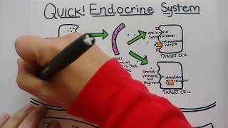 Endocrine System  Summary [upl. by Belldame]