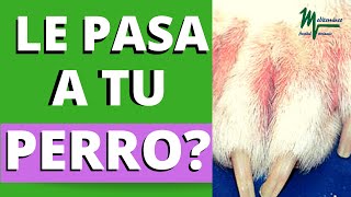 Cómo ENTENDER a tu PERRO 🐶 ¿Qué intenta decir 🐾 [upl. by Rajewski]