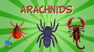 Arachnids  Educational Video for Kids [upl. by Derrick809]