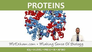 Chemicals of Life  Proteins  Post 16 Biology A Level PreU IB AP Bio [upl. by Liponis]