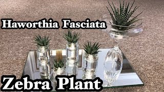 HAWORTHIA FASCIATA ZEBRA PLANT [upl. by Ainesej837]