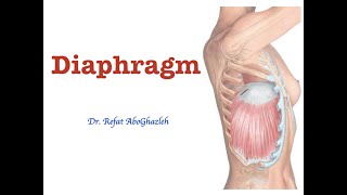 Anatomy of Diaphragm [upl. by Lou]