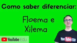 Diferenças entre Xilema e Floema [upl. by Golliner]