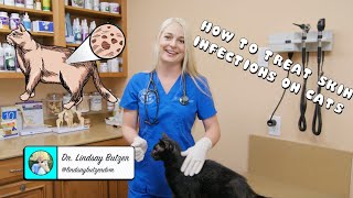 How to Treat Generalized Skin Infections on Cats [upl. by Adalai]