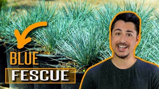 How to use Blue Fescue Festuca glauca in your garden [upl. by Eiramave]