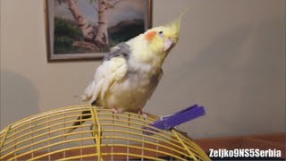 Cute cockatiel bird singing a song Nimfa papagaj peva pesmicu [upl. by Llered296]